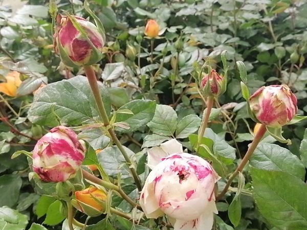 狂欢派对 狂欢派对Party Ranucula