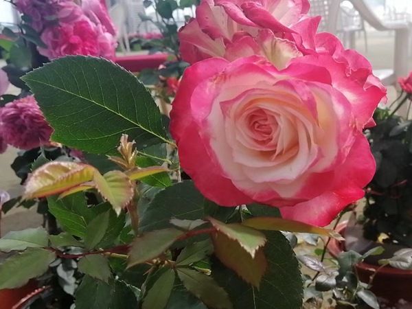 摩纳哥公爵 摩纳哥公爵Jubilé du Prince de Monaco