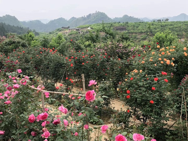 最全面的月季花的养殖方法汇总! 最全面的月季花的养殖方法汇总!