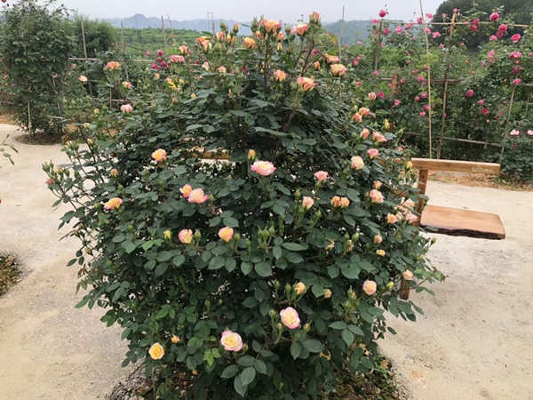 最全面的月季花的养殖方法汇总! 最全面的月季花的养殖方法汇总!