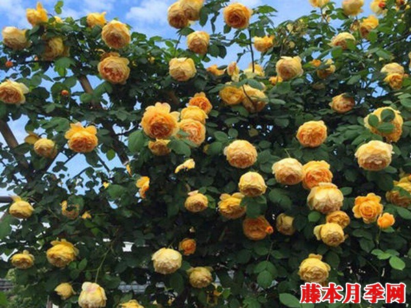 黄金庆典月季能长多高? 黄金庆典月季能长多高?