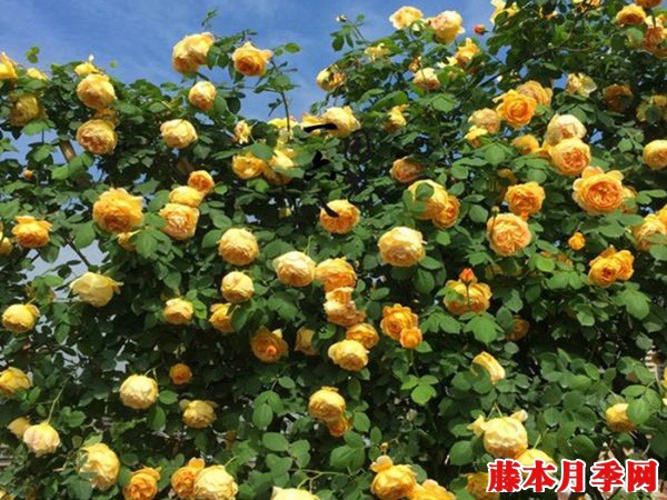 黄金庆典月季能长多高? 黄金庆典月季能长多高?