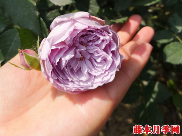 青金石 青金石