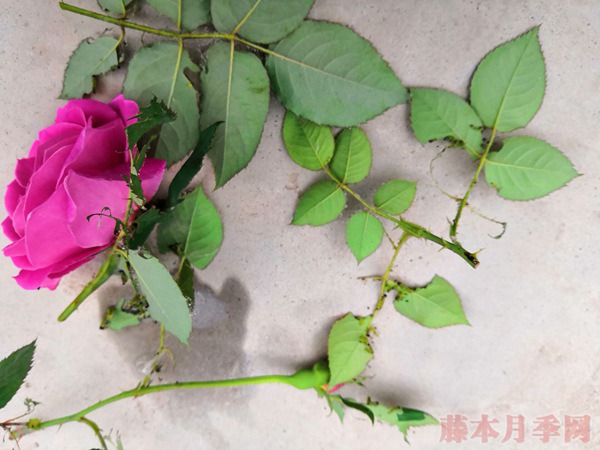 叶蜂 叶蜂