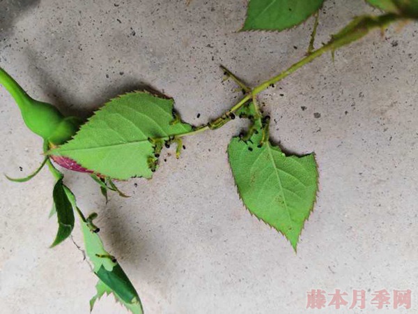 叶蜂 叶蜂