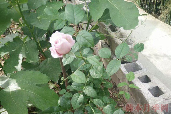 自由精神月季的优缺点分析 自由精神月季的优缺点分析(2024年新版)