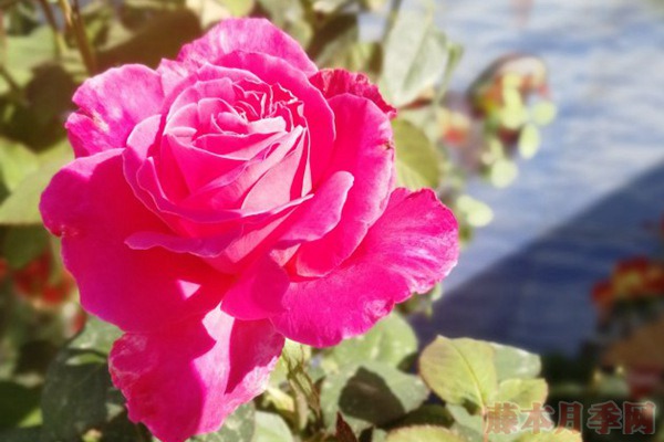 藤本粉和平 藤本粉和平(Pink Peace)