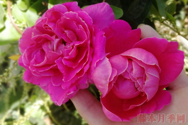藤本粉和平 藤本粉和平(Pink Peace)