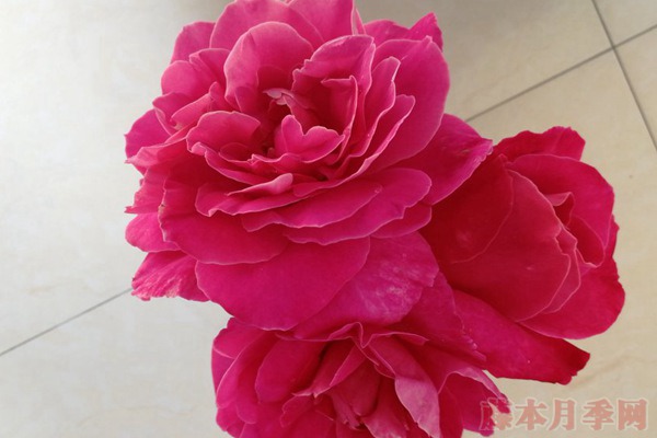 藤本粉和平 藤本粉和平(Pink Peace)