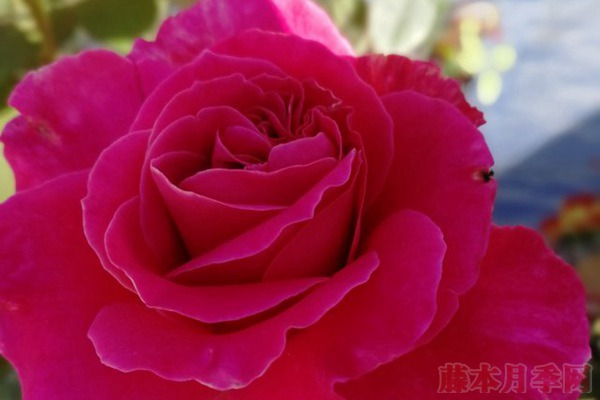 藤本粉和平 藤本粉和平(Pink Peace)