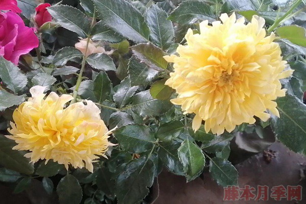 烟花波浪 烟花波浪