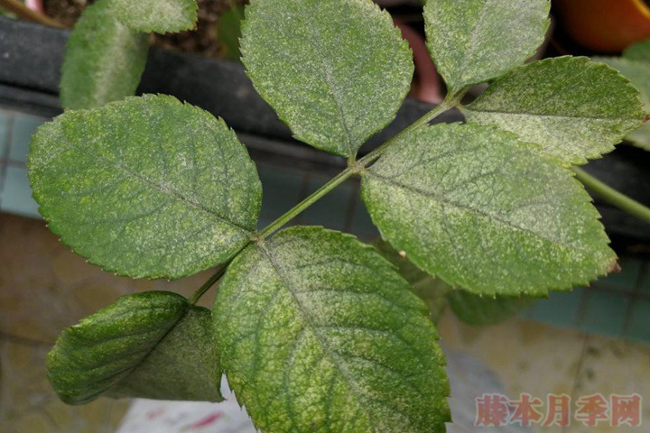 月季上的红蜘蛛为什么这么难杀光? 月季上的红蜘蛛为什么这么难杀光?