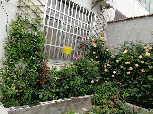 月季夏季需要防晒吗? 月季夏季需要防晒吗?