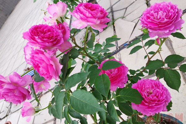 丰花月季怎么养,有哪些种植技巧 丰花月季怎么养,有哪些种植技巧