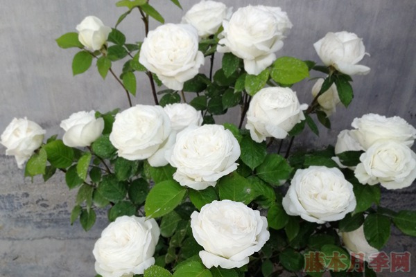 丰花月季怎么养,有哪些种植技巧 丰花月季怎么养,有哪些种植技巧