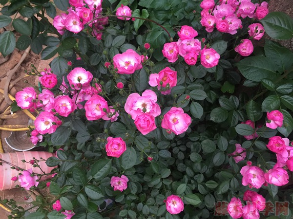 丰花月季怎么养,有哪些种植技巧 丰花月季怎么养,有哪些种植技巧