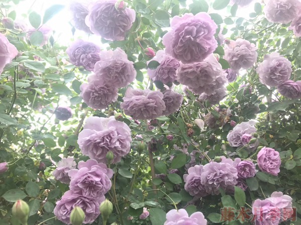 丰花月季怎么养,有哪些种植技巧 丰花月季怎么养,有哪些种植技巧