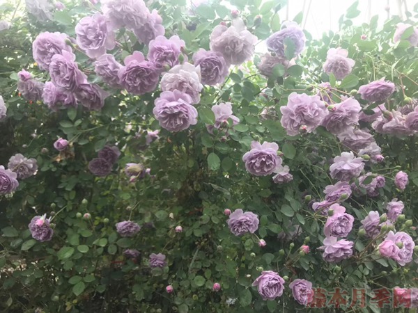 丰花月季怎么养,有哪些种植技巧 丰花月季怎么养,有哪些种植技巧