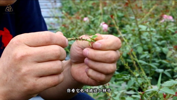 初夏吸花要当心,你闻到的可能不是花香,而是蓟马 初夏吸花要当心,你闻到的可能不是花香,而是蓟马