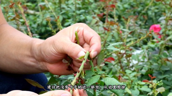 初夏吸花要当心,你闻到的可能不是花香,而是蓟马 初夏吸花要当心,你闻到的可能不是花香,而是蓟马