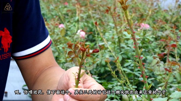 初夏吸花要当心,你闻到的可能不是花香,而是蓟马 初夏吸花要当心,你闻到的可能不是花香,而是蓟马