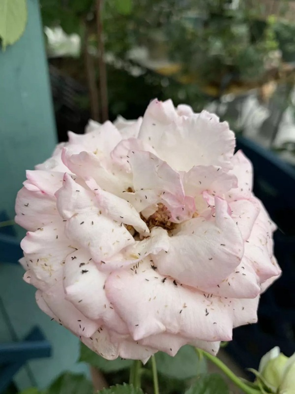 初夏吸花要当心,你闻到的可能不是花香,而是蓟马 初夏吸花要当心,你闻到的可能不是花香,而是蓟马