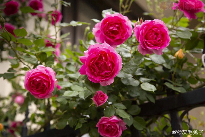 花友灰毛兔子的月季花园图赏