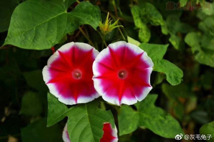 花友灰毛兔子的月季花园图赏