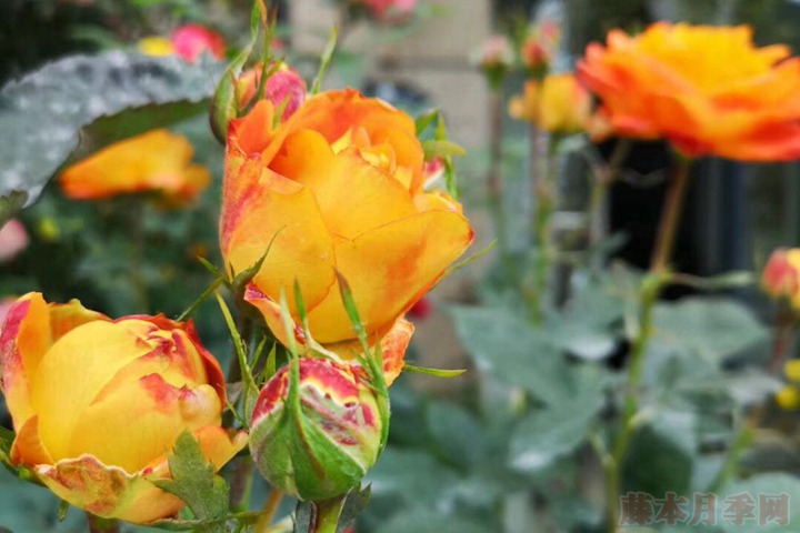 花友扫地大叔的月季花园图赏 花友扫地大叔的月季花园图赏