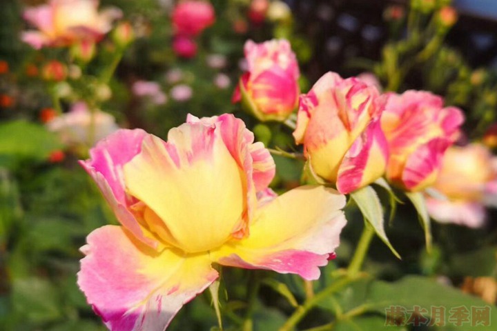 花友扫地大叔的月季花园图赏 花友扫地大叔的月季花园图赏