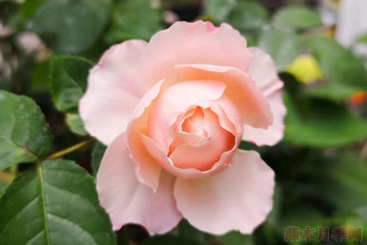 花友扫地大叔的月季花园图赏 花友扫地大叔的月季花园图赏