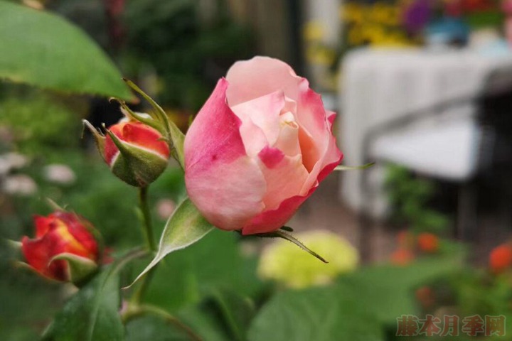 花友扫地大叔的月季花园图赏 花友扫地大叔的月季花园图赏