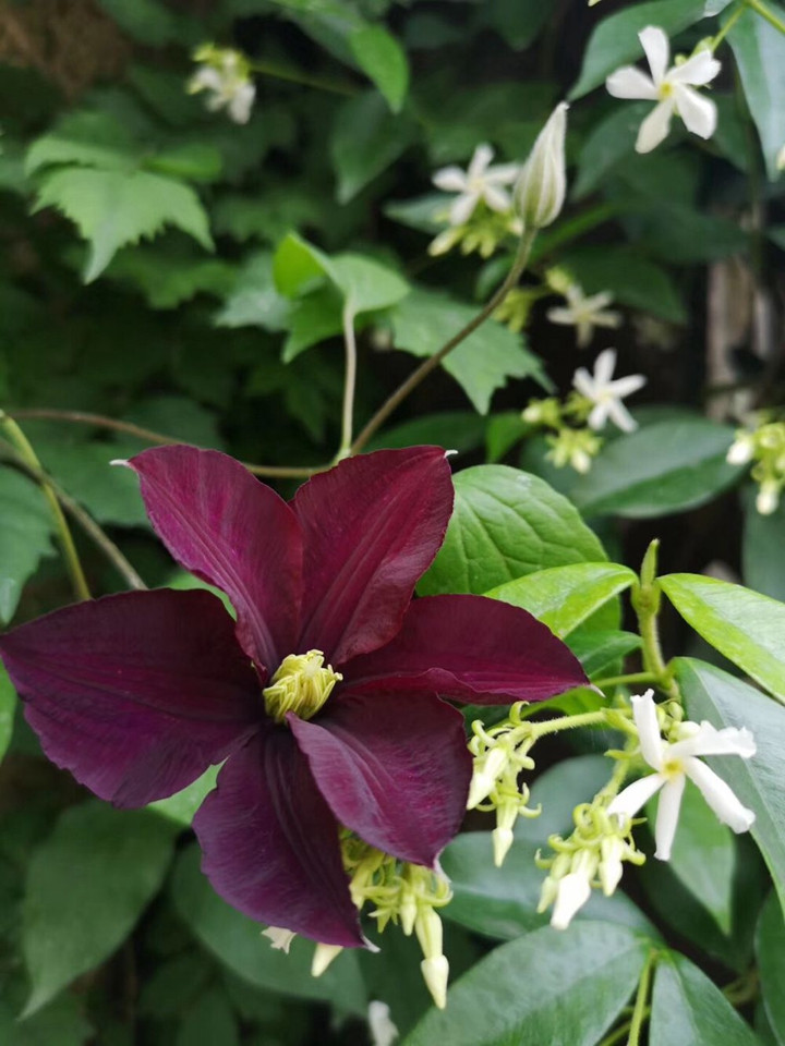 花友扫地大叔的月季花园图赏 花友扫地大叔的月季花园图赏