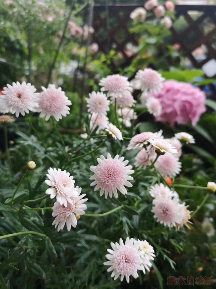 花友扫地大叔的月季花园图赏 花友扫地大叔的月季花园图赏