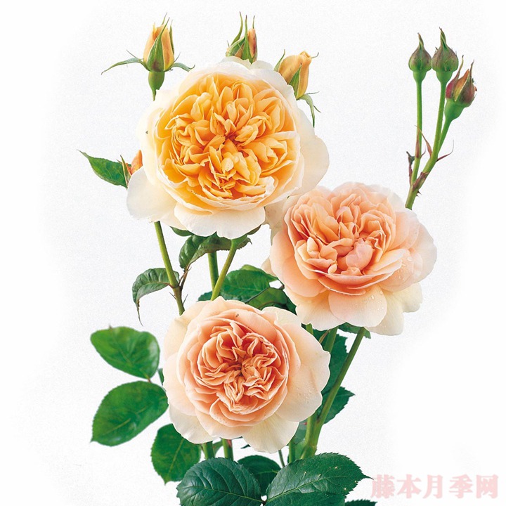 1559020790534191.jpg 朱丽叶.jpg