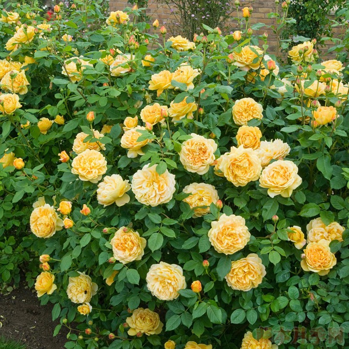 1559020798281284.jpg 黄金庆典.jpg