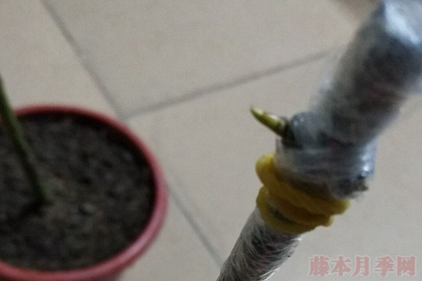 棒棒糖月季嫁接攻略 棒棒糖月季嫁接攻略