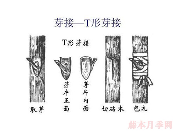 棒棒糖月季嫁接攻略 棒棒糖月季嫁接攻略