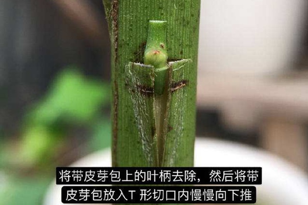棒棒糖月季嫁接攻略 棒棒糖月季嫁接攻略