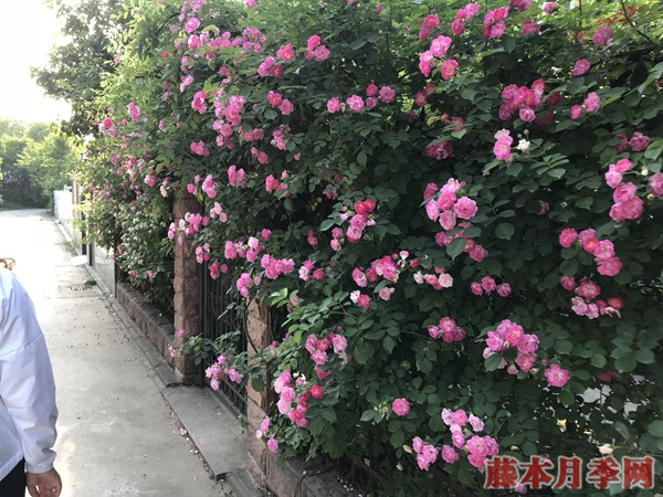 为什么说月季最佳的嫁接季节是在春季? 为什么说月季最佳的嫁接季节是在春季?
