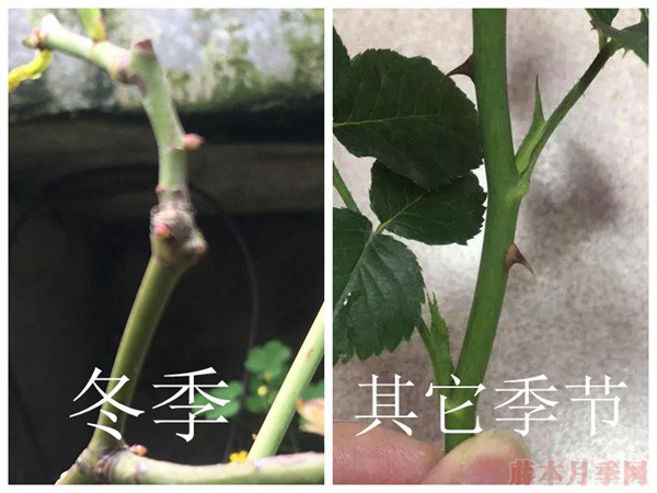为什么说月季最佳的嫁接季节是在春季? 为什么说月季最佳的嫁接季节是在春季?