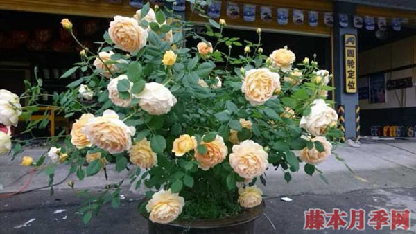 为什么说月季最佳的嫁接季节是在春季? 为什么说月季最佳的嫁接季节是在春季?