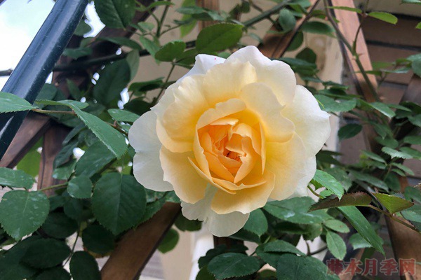 第戎的荣耀 第戎的荣耀(Gloire de Dijon)