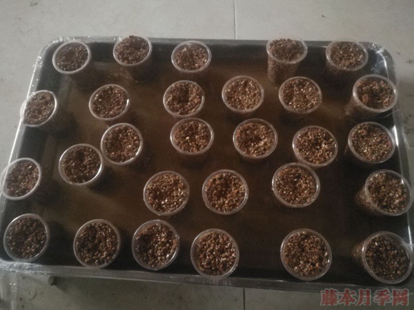 大神花友分享的月季扦插方法! 大神花友分享的月季扦插方法!