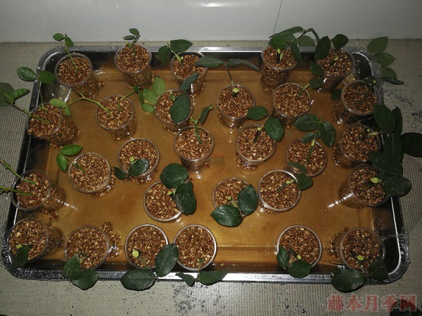 大神花友分享的月季扦插方法! 大神花友分享的月季扦插方法!
