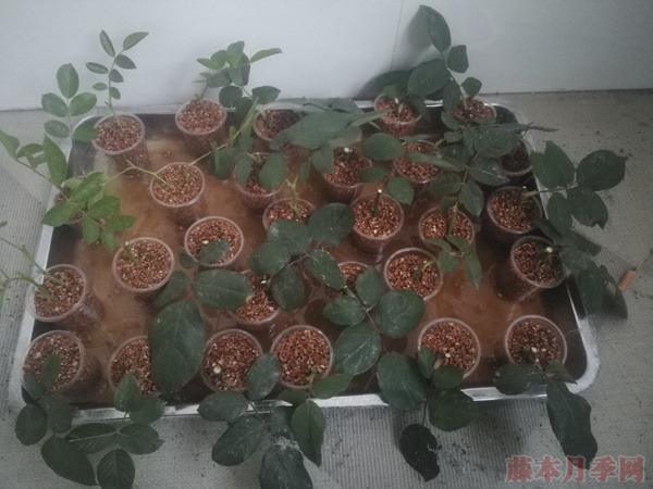 大神花友分享的月季扦插方法! 大神花友分享的月季扦插方法!