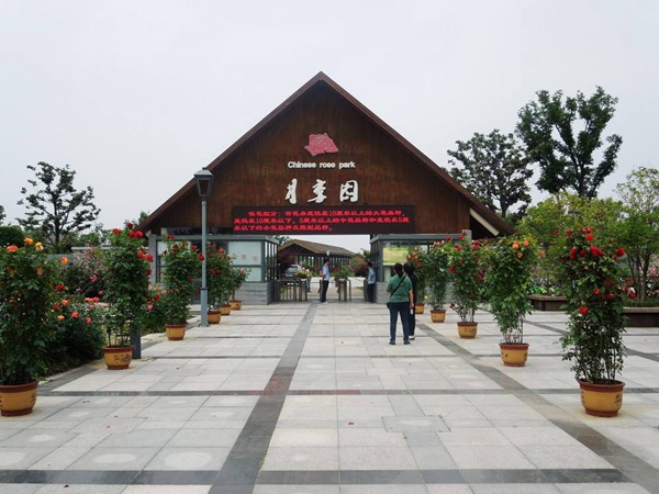 1559564930615166.jpg 盛泽湖月季园.jpg