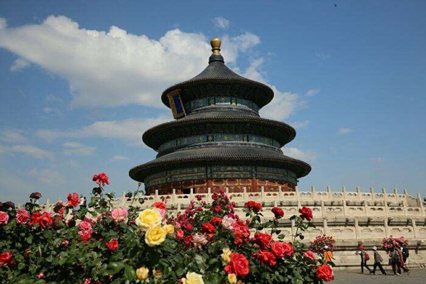 1559564945623639.jpg 天坛月季公园.jpg