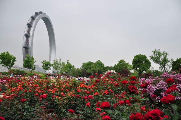 1559565021576318.jpg 常州市紫荆公园月季园.jpg
