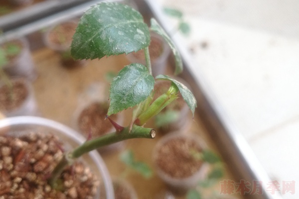 大神花友分享的月季扦插方法! 大神花友分享的月季扦插方法!